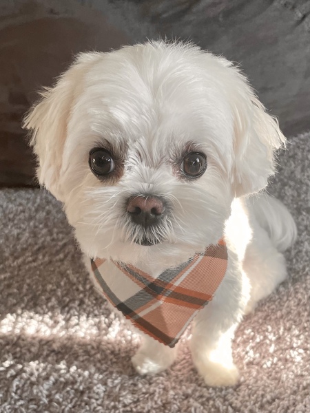 Sir Teddy