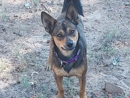 Buckley