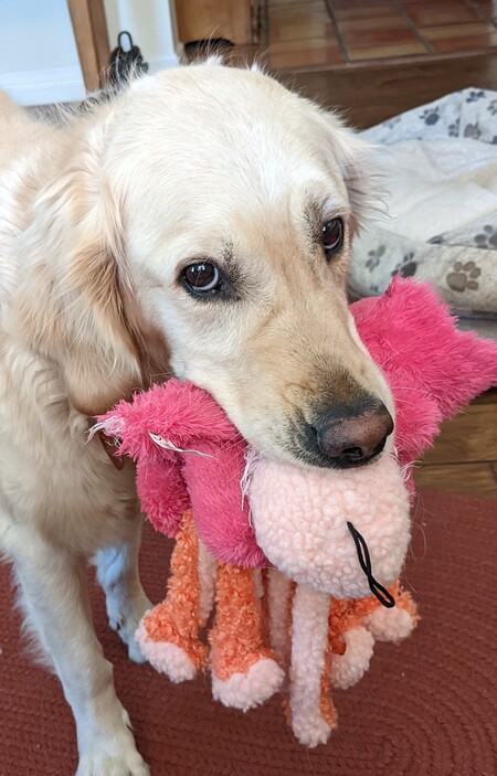 Gracie