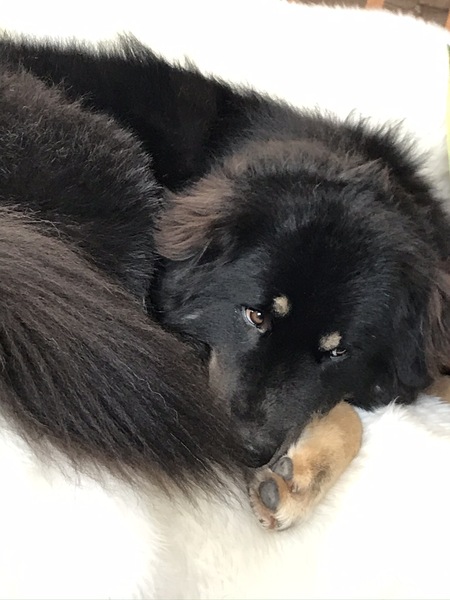 Osito 