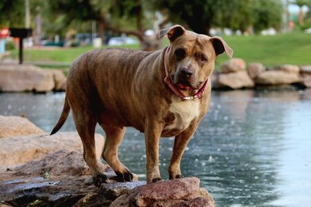 Roxy