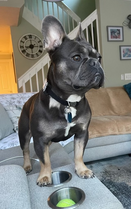 Buddy 