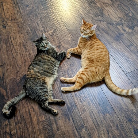 Nikki & O'Malley 