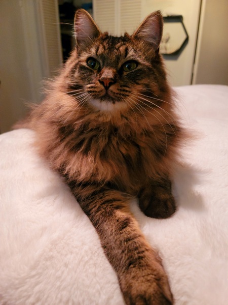 Sir Pretzel