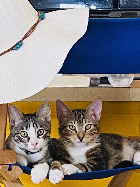 Bonkers & Rascal