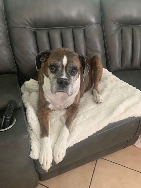 Brutus T