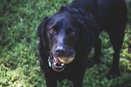 Murphy 