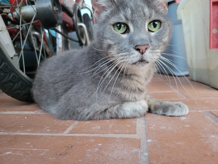 Zula