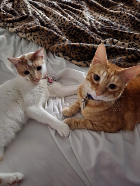 Kitsy and Banana 