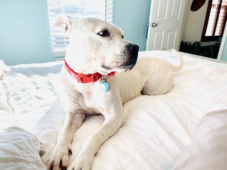 Bonnie