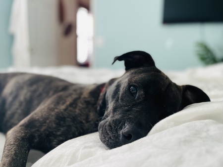 Beau