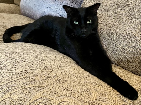 Pavarotti 