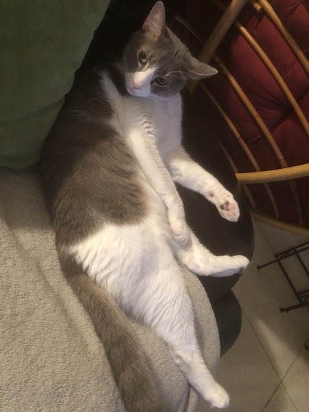 Maxwell