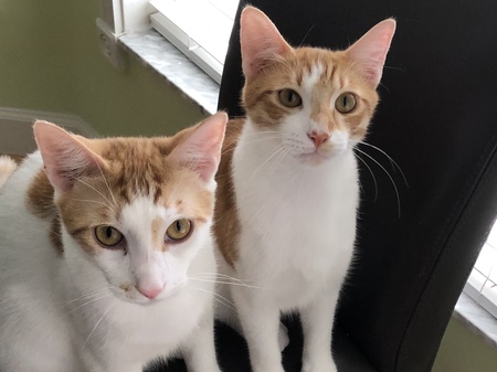 Koi and Kai