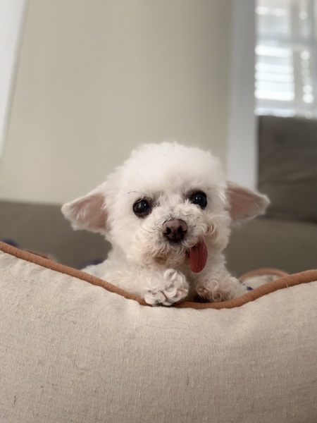 Pippa