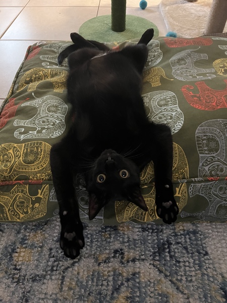 Alex (Meow-Meow)