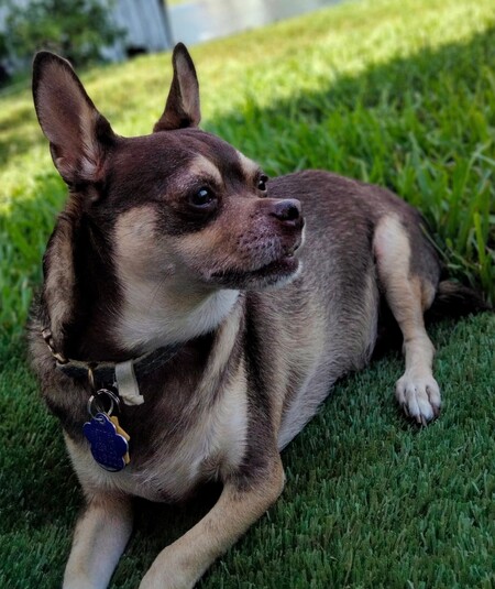 Buddy