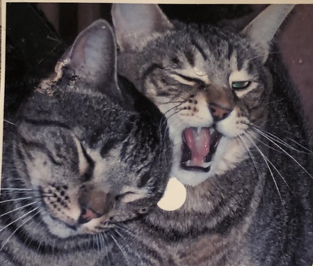Sal and Gepetto