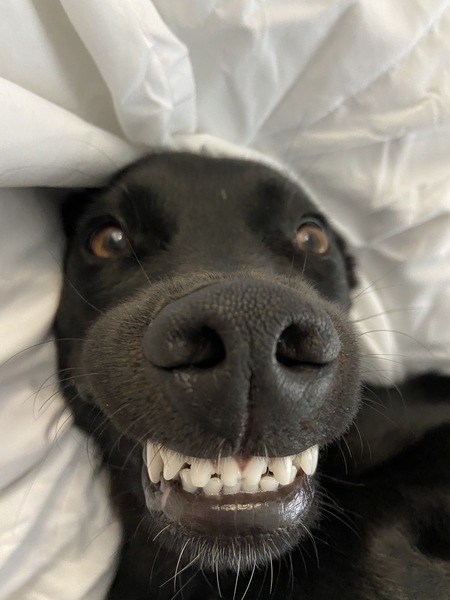 Echo