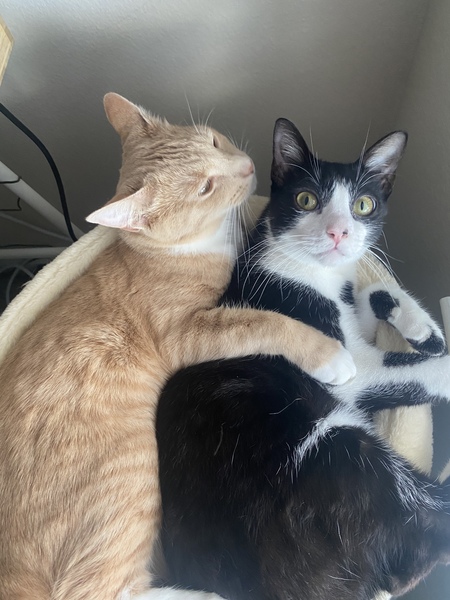Asiago and Ash