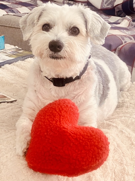 Gizmo