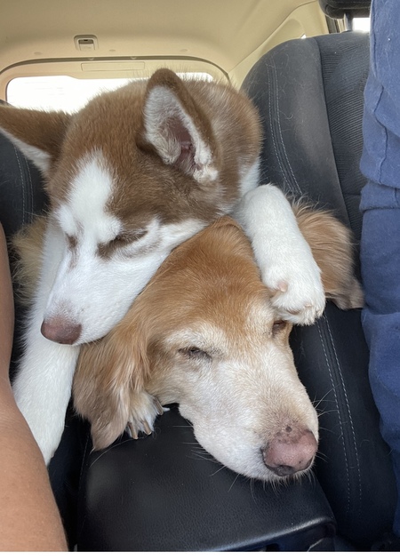Lobo and Daisy