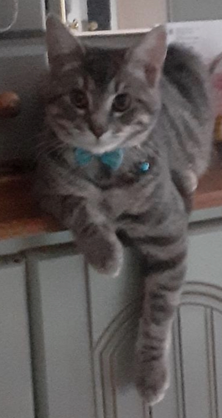 Hank