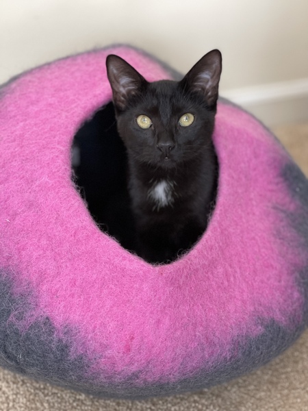 Lady Harriet