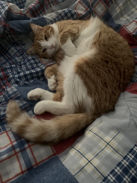 Sweet Potato