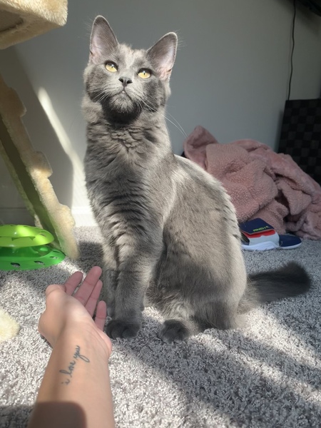 Simon