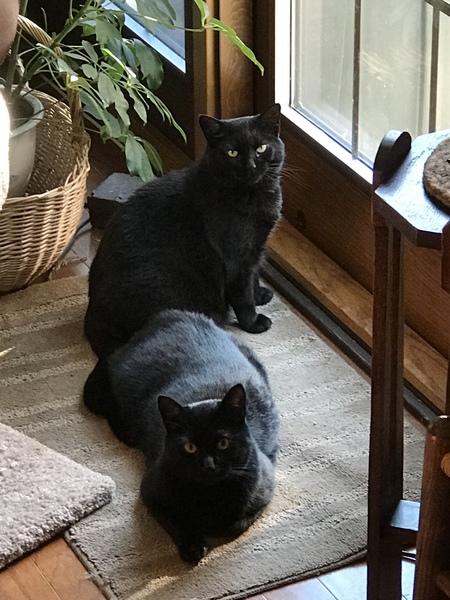 Skye and Shadow