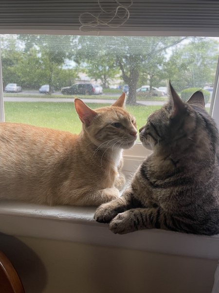 Milo & Millie