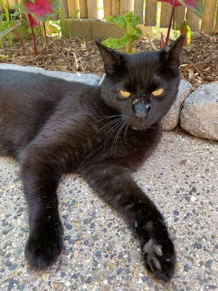 Jack the Black