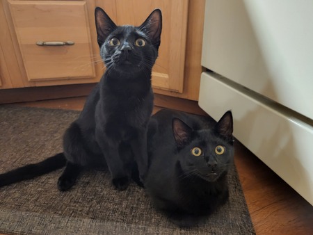 Vader and Elvis