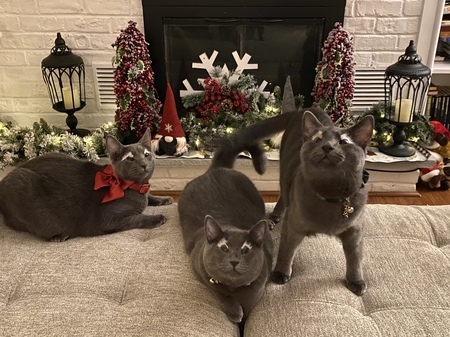 Violet, Jaxon & Oliver