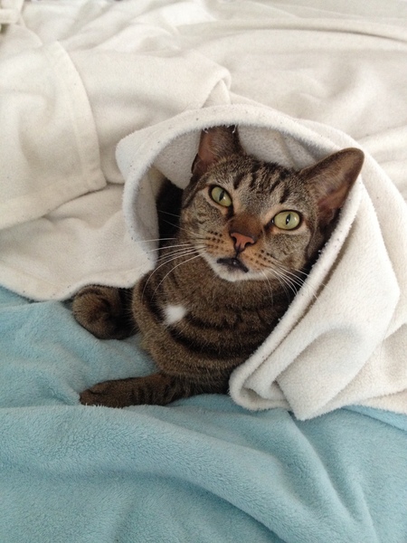 Ozzie