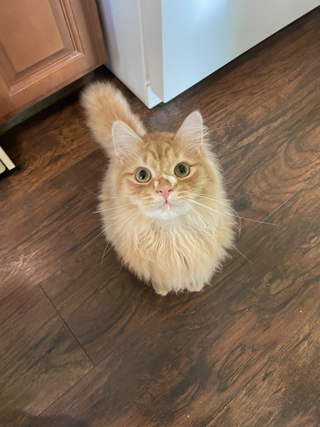 Finnegan 