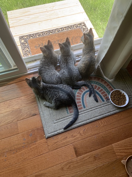 Nala,Stitch,Koda,Parker 
