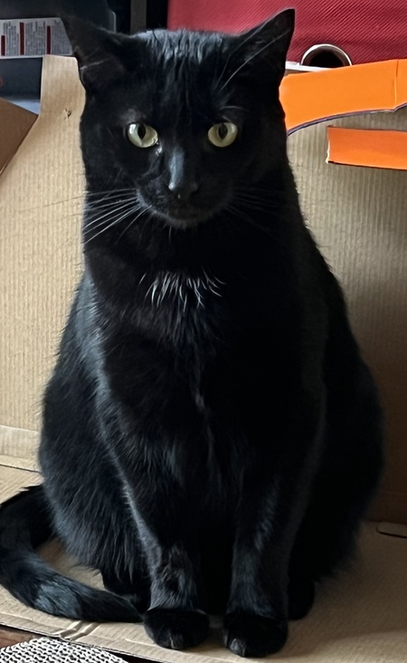 Loki