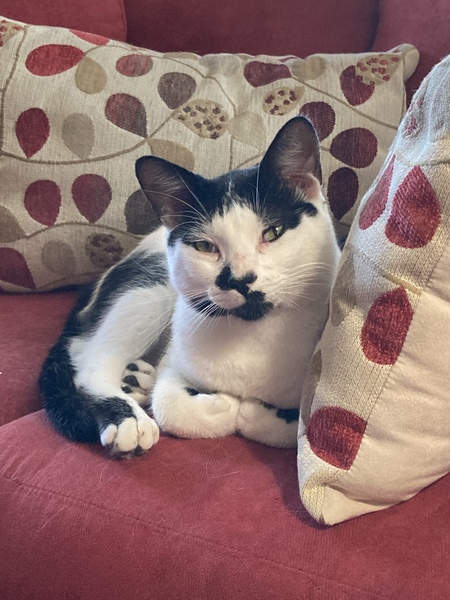 Happy Cat
