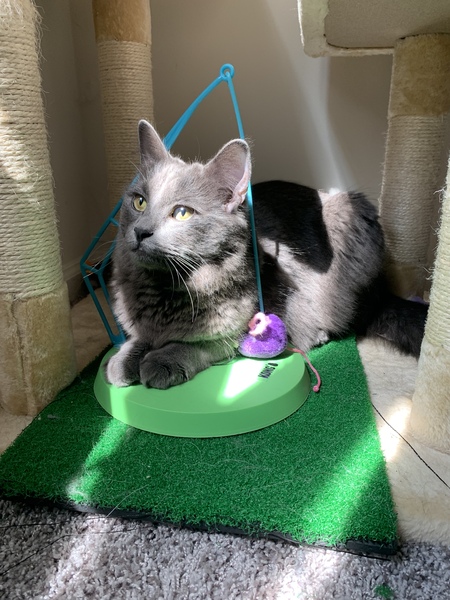 Simon