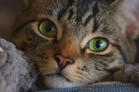 Purrcy