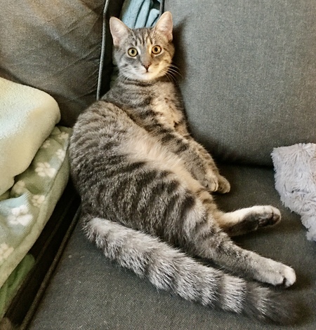 Little Prince on his throne