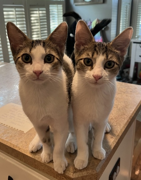 Harley & Hershey 