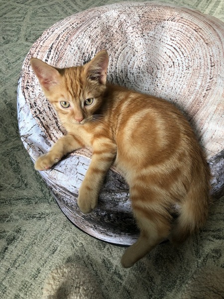 Mango