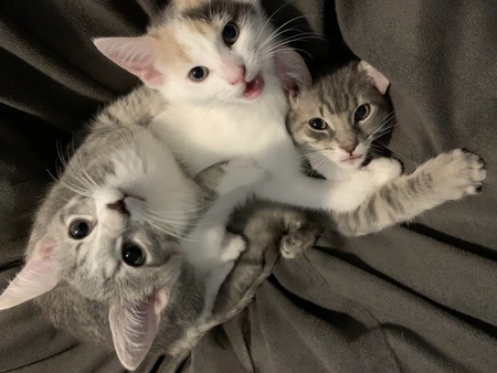 Tig, Nala, and Pep