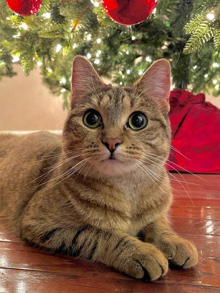 Cleo