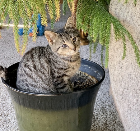 Pierre
