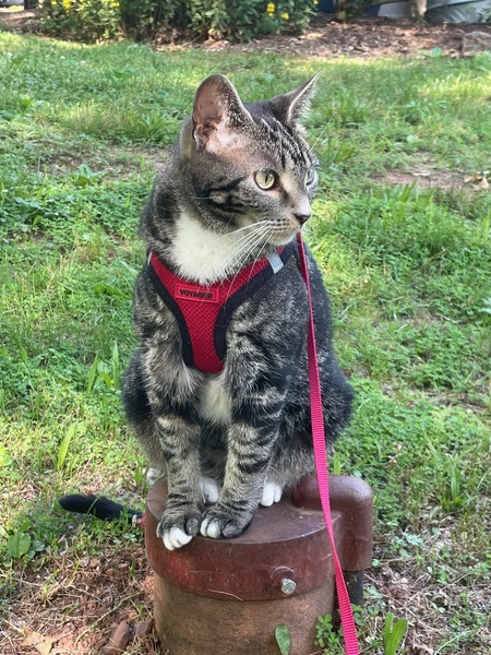 Amelia