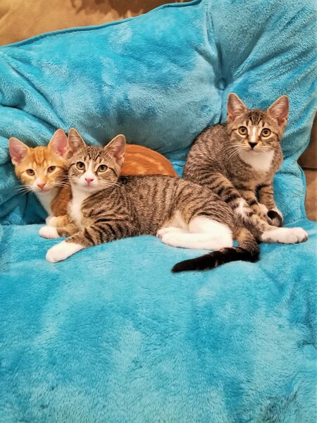 Angus, Killian and Finnegan